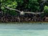 Pelicans at Horseshoe Beach, Florida Keys