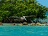 Pelicans at Horseshoe Beach, Florida Keys