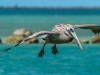 Pelicans at Horseshoe Beach, Florida Keys