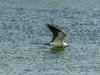 Swallow Tail Kite Getting A Drink, Blue Hole, Big Pine Key