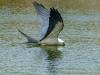 Swallow Tail Kite Getting A Drink, Blue Hole, Big Pine Key