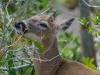 Key Deer with Pellicle in the Brush , Blue Hole, Big Pine Key