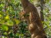 Key Deer with Pellicle in the Brush , Blue Hole, Big Pine Key