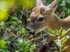 Key Deer with Pellicle in the Brush , Blue Hole, Big Pine Key