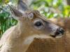 Key Deer with Pellicle in the Brush , Blue Hole, Big Pine Key