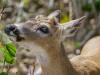 Key Deer with Pellicle in the Brush , Blue Hole, Big Pine Key