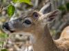 Key Deer with Pellicle in the Brush , Blue Hole, Big Pine Key