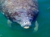 Manatees in the HArbor, Florida Keys