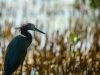 Little Blue Heron in the Weeds, Anne's Beach, Islamorada