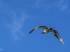 Osprey in flight