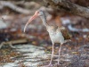 Juvenile White Ibis in the Mangroves, Anne's Beach, Islamorada, Florida Keys