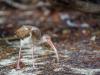 Juvenile White Ibis in the Mangroves, Anne's Beach, Islamorada, Florida Keys