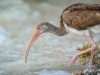 Juvenile White Ibis in the Mangroves, Anne's Beach, Islamorada, Florida Keys