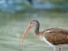 Juvenile White Ibis in the Mangroves, Anne's Beach, Islamorada, Florida Keys