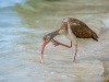 Juvenile White Ibis in the Mangroves, Anne's Beach, Islamorada, Florida Keys