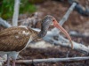 Juvenile White Ibis in the Mangroves, Anne's Beach, Islamorada, Florida Keys