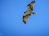 Osprey in flight