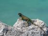 Iguana On a Rock, Florida Keys