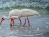 202106_Estero-05152.jpg