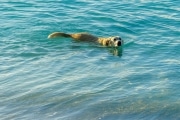Bebe, a local dog of Pelican Beach