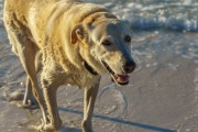 Bebe, a local dog of Pelican Beach