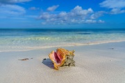 Conchs on the Beach, Grace Bay, Providenciales, Turks and Caicos