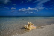 Conchs on the Beach, Grace Bay, Providenciales, Turks and Caicos