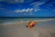 Conchs on the Beach, Grace Bay, Providenciales, Turks and Caicos