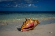 Conchs on the Beach, Grace Bay, Providenciales, Turks and Caicos