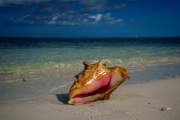 Conchs on the Beach, Grace Bay, Providenciales, Turks and Caicos