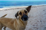 Potcakes of Grace Bay, Providenciales, Turks and Caicos