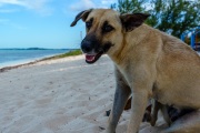 Potcakes of Grace Bay, Providenciales, Turks and Caicos