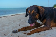 Potcakes of Grace Bay, Providenciales, Turks and Caicos