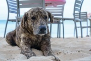 Potcakes of Grace Bay, Providenciales, Turks and Caicos