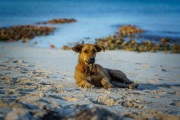 Potcakes of Grace Bay, Providenciales, Turks and Caicos