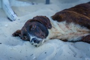 Potcakes of Grace Bay, Providenciales, Turks and Caicos