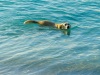 Bebe, a local dog of Pelican Beach