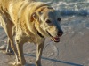 Bebe, a local dog of Pelican Beach