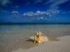 Conchs on the Beach, Grace Bay, Providenciales, Turks and Caicos