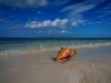 Conchs on the Beach, Grace Bay, Providenciales, Turks and Caicos