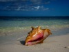 Conchs on the Beach, Grace Bay, Providenciales, Turks and Caicos