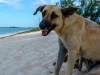 Potcakes of Grace Bay, Providenciales, Turks and Caicos