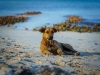 Potcakes of Grace Bay, Providenciales, Turks and Caicos