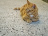 Ginger, the local mascot cat of the H2O Resort