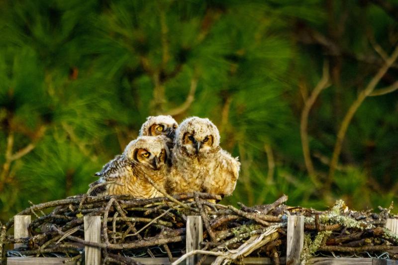 3 Owlets On the Nest