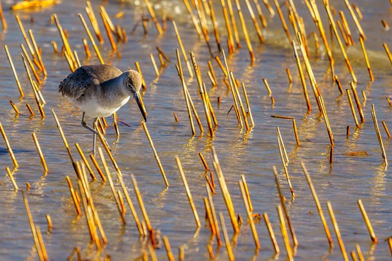 Anularly Aligned Willet