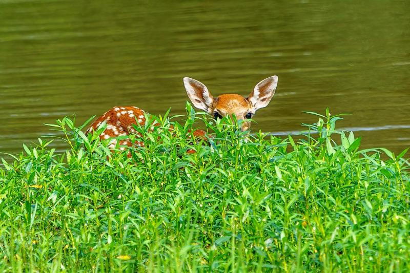 Baby fawn, hiding on the shore of the lake