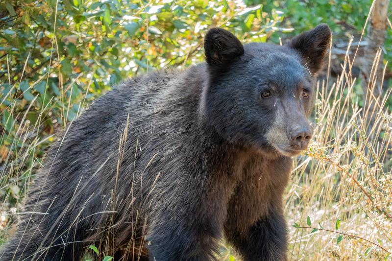 Bear, Too Close For Comfort