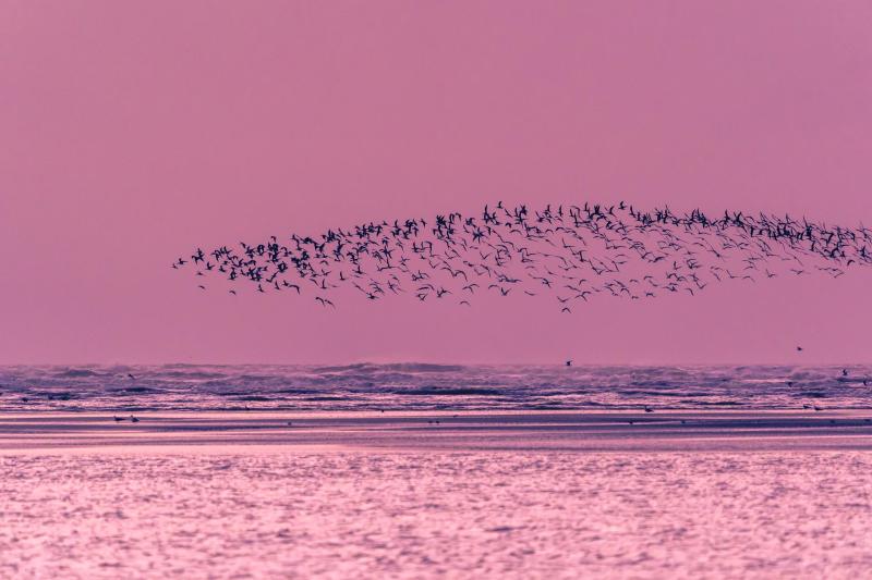 Black Skimmer Murmuration