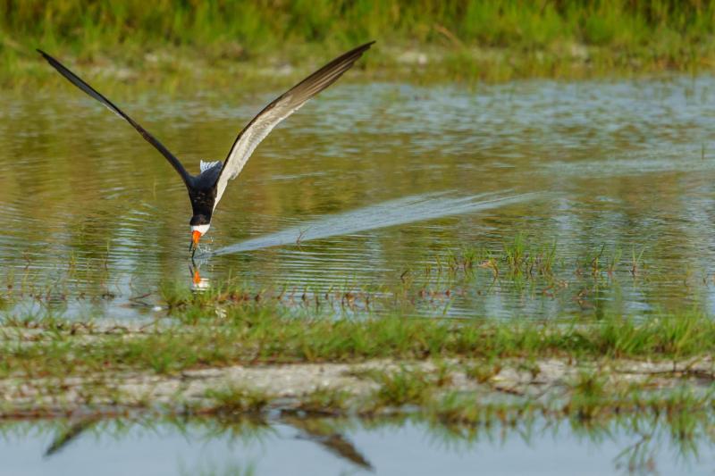 Black Skimmer Trajectory